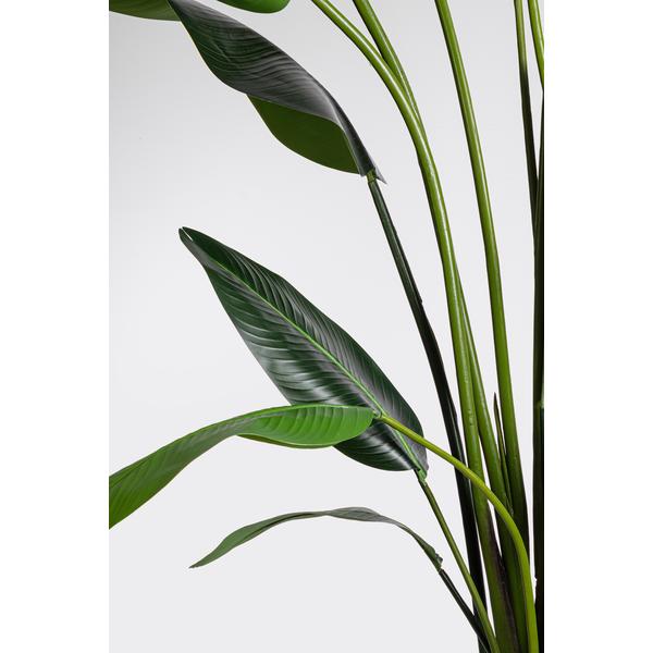 Bizzotto Strelicija 310 cm